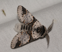 Furcula scolopendrina