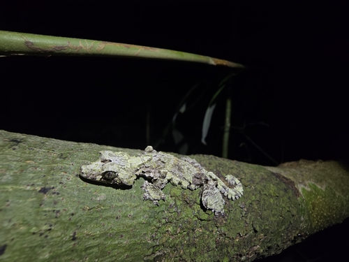 Sabah Flying Gecko, Gekko rhacophorus