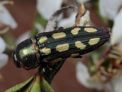 Castiarina parallela