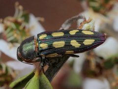Castiarina parallela