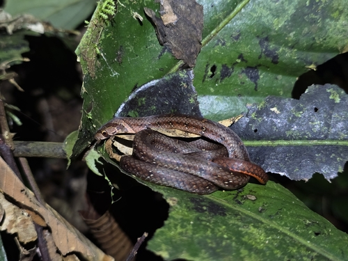 Everett's Kukri Snake