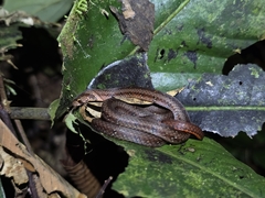 Everett's Kukri Snake