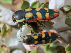 Castiarina pallidiventris