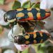 Castiarina pallidiventris - Photo (c) Martin Lagerwey, some rights reserved (CC BY-NC-SA), uploaded by Martin Lagerwey