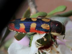 Castiarina pallidiventris