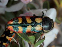 Castiarina pallidiventris
