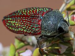 Stigmodera sanguinosa