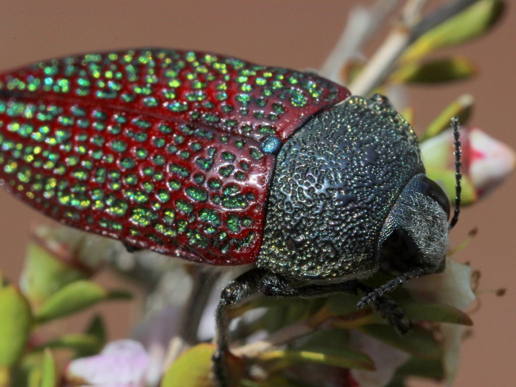 Stigmodera sanguinosa