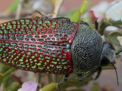 Stigmodera sanguinosa