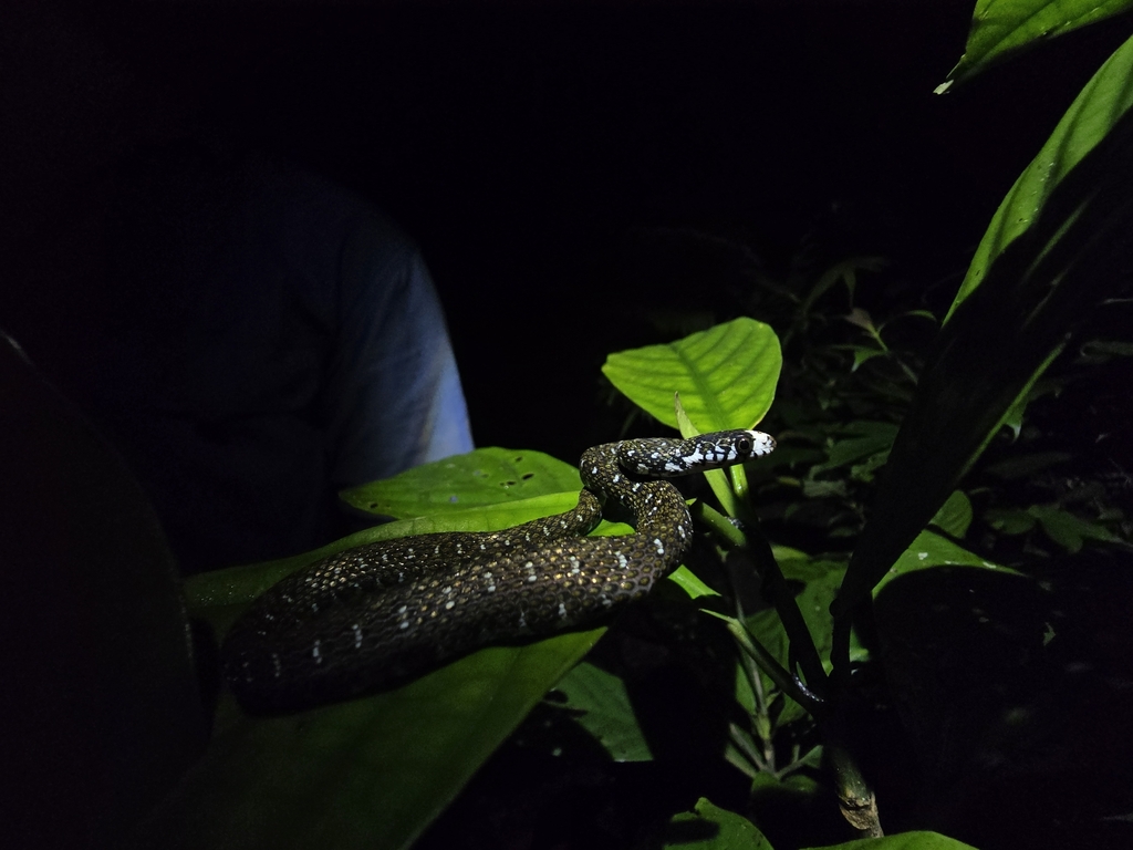 Sabah Keelback