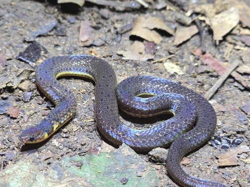 Boie's Dwarf Snake