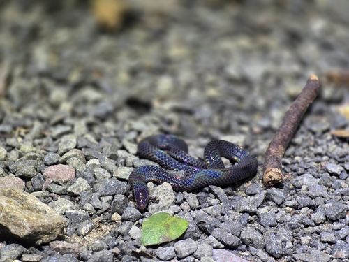 Cantor's Dwarf Reed Snake