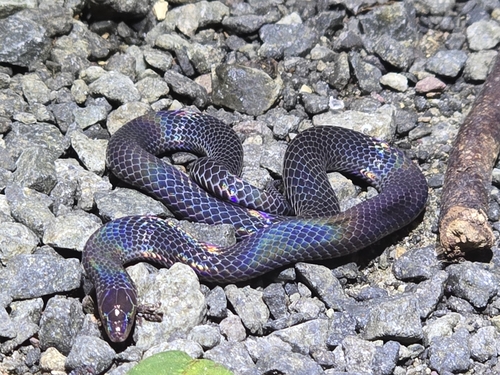 Cantor's Dwarf Reed Snake