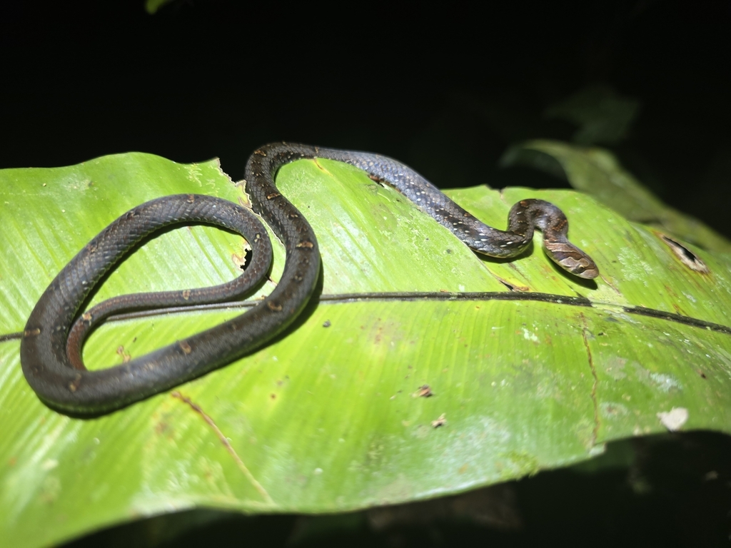 Jewelled Kukri Snake