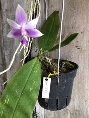 Phalaenopsis violacea