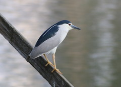Nycticorax nycticorax