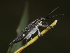 Rhinotia bidentata