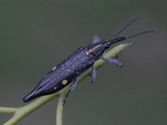 Rhinotia bidentata
