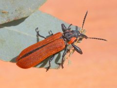 Rhinotia haemoptera