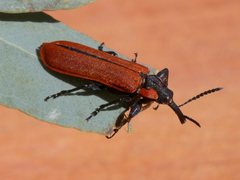 Rhinotia haemoptera