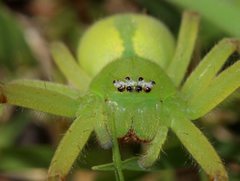 Neosparassus patellatus