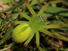 Neosparassus patellatus