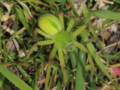 Neosparassus patellatus