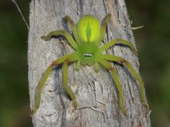 Neosparassus patellatus