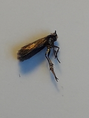 Micropterix calthella