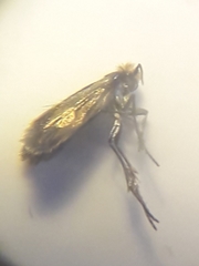 Micropterix calthella