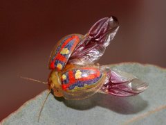 Paropsisterna annularis