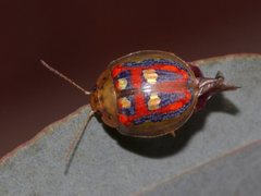 Paropsisterna annularis