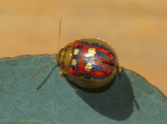 Paropsisterna annularis