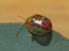 Paropsisterna annularis