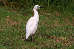 Bubulcus ibis
