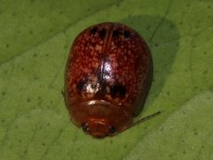 Paropsisterna atalanta