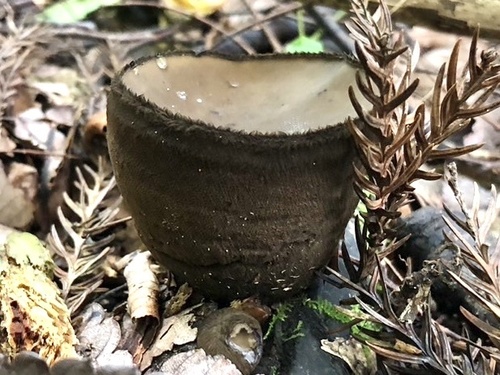 Trichaleurina tenuispora