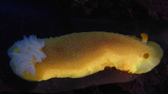 Doriopsilla albopunctata