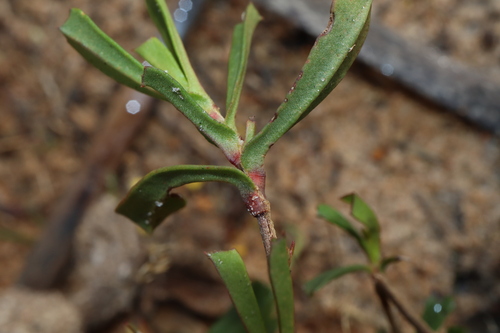 Image of Hibbertia racemosa by (c) Thomas Mesaglio, some rights reserved (CC BY)