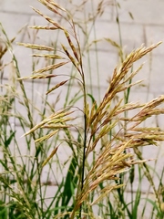 Bromus inermis