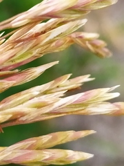 Bromus inermis