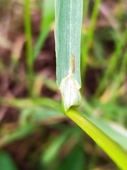 Bromus inermis