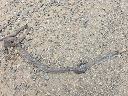 Common Tree Snake sighting