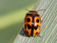 Peltoschema basicolle