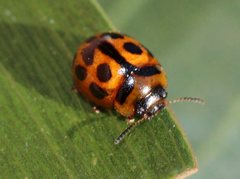 Peltoschema basicolle