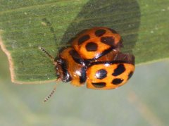 Peltoschema basicolle