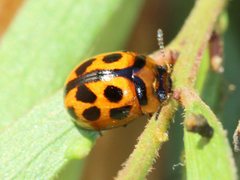 Peltoschema basicolle