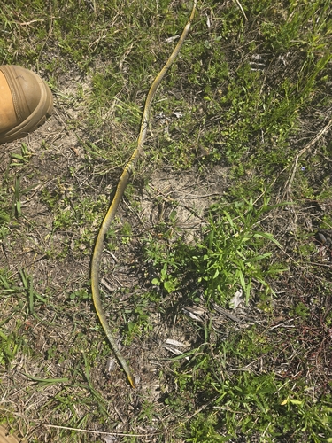Common Tree Snake sighting