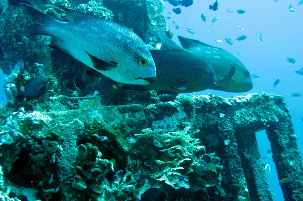 Midnight Snapper (Macolor macularis) — recorded at Blue Moon