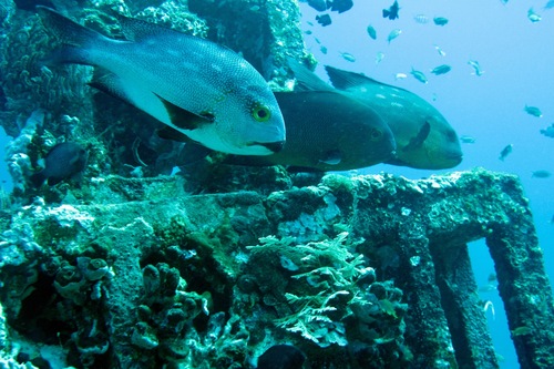 Midnight Snapper (Macolor macularis)